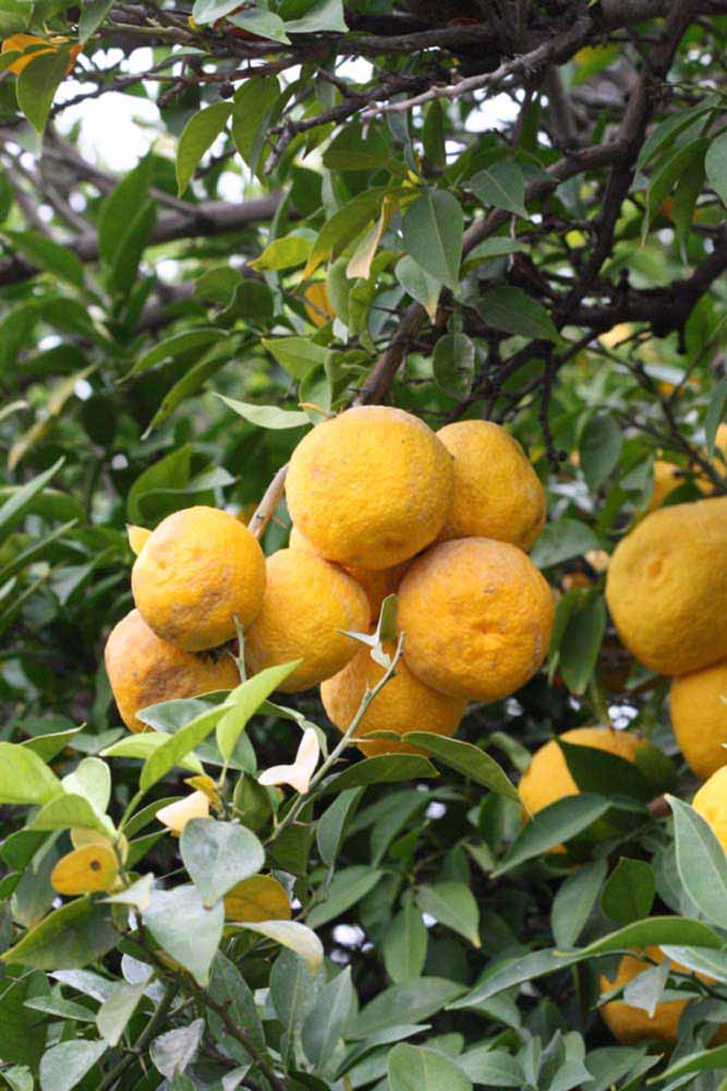            Fruit (Riverside, CA)   